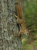 _A003397croofm.jpg